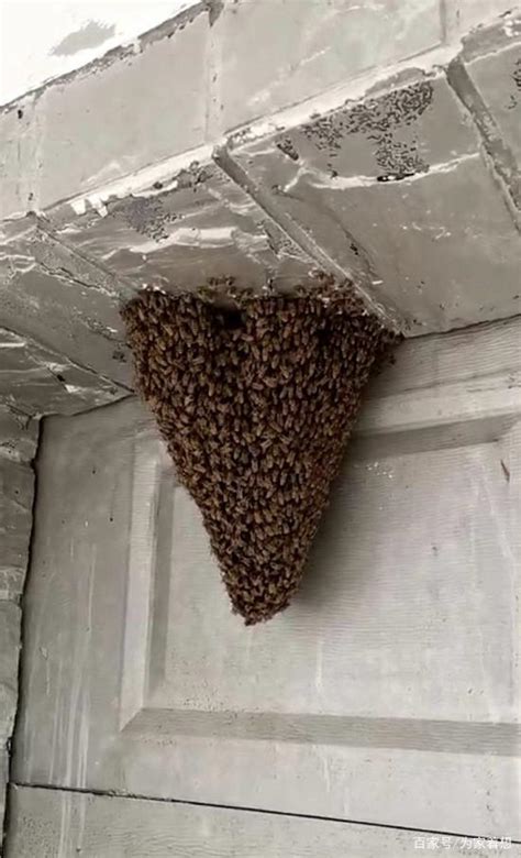 蜜蜂在家筑巢 風水大師修仙指南